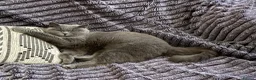British Shorthair cats for sale: British Shorthair Female 3 yrs old - Advert 17