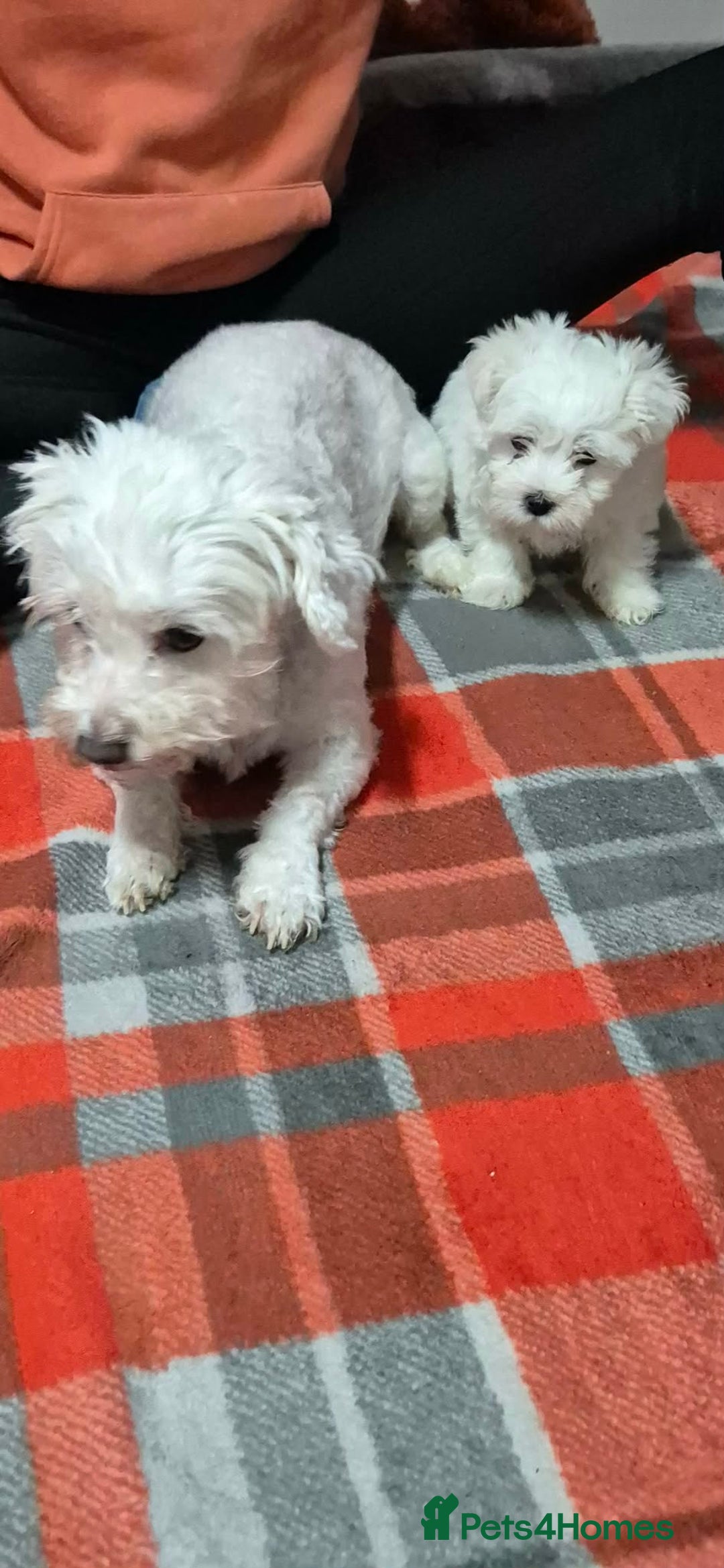 Bichon Frise dogs for sale: Bichon Frise - Advert 18