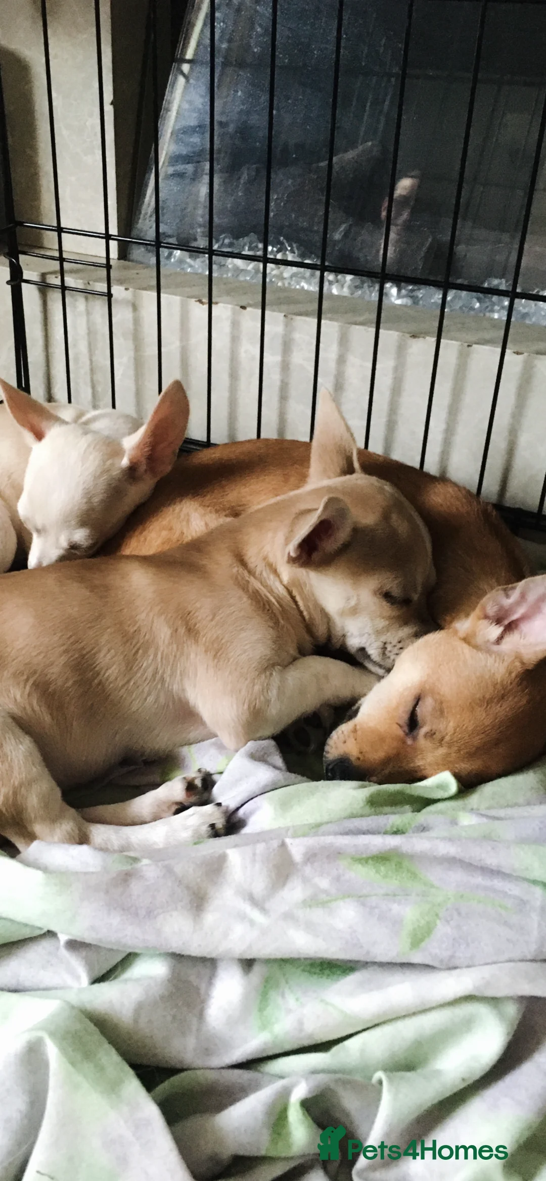 Chihuahua dogs for sale: 3/4 Chihuahua…1/4 Jack Russell. (JACKHUAHUA). - Advert 6