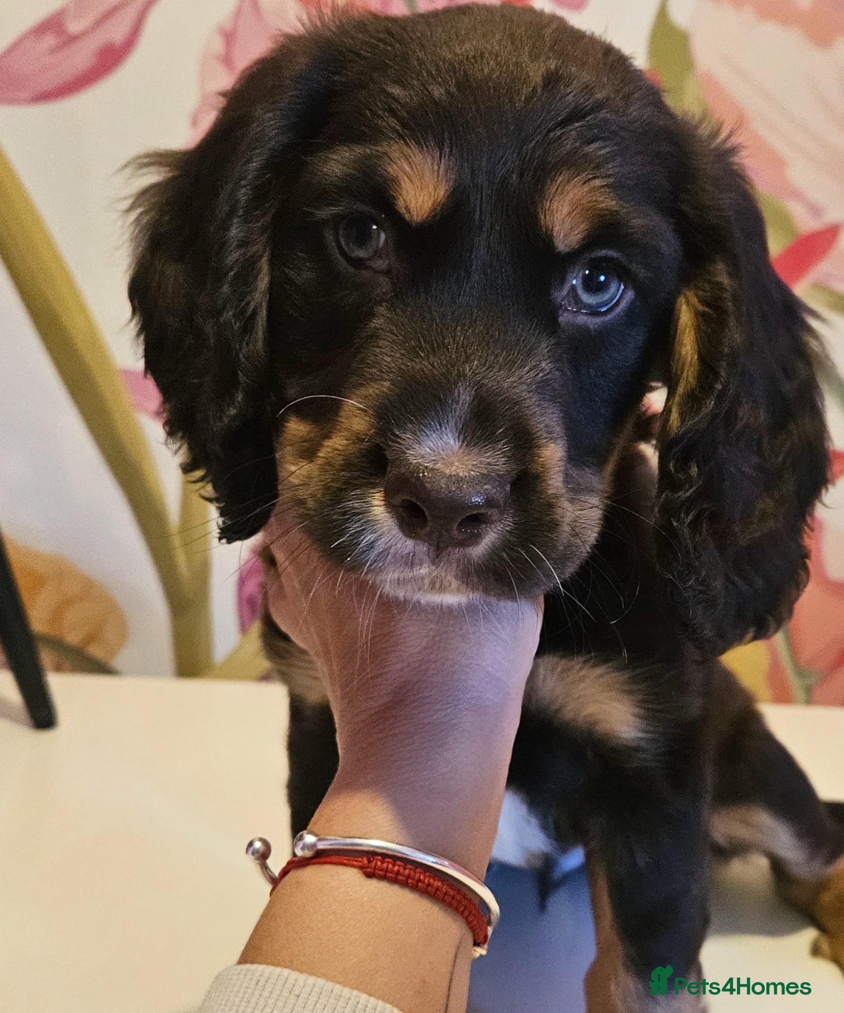 Sprocker dogs Ready to go this weekend  - Advert 6