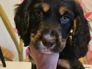 Sprocker dogs Ready to go this weekend - Advert 6