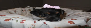 Jack Russell 5