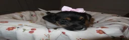 Jack Russell dogs for sale: 🐾 Traditional short legged Jack Russel puppy’s 🐾 - Advert 11