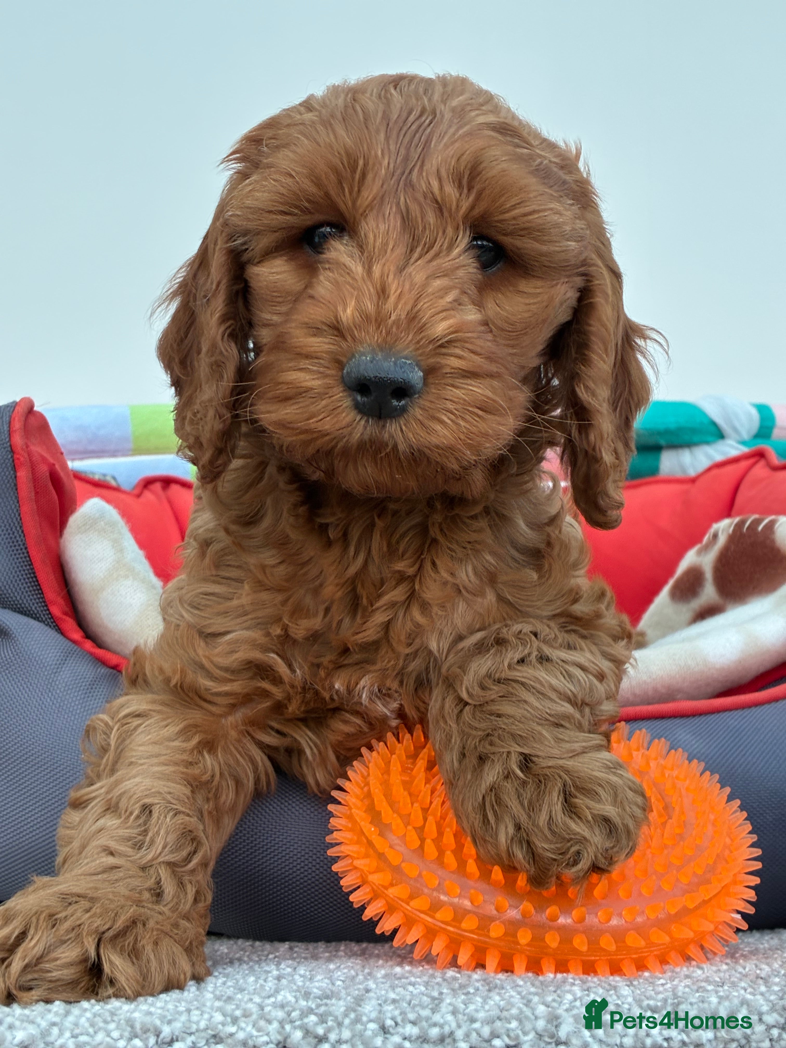 Cockapoo dogs Beautiful Red girl cockapoo Available  - Advert 1