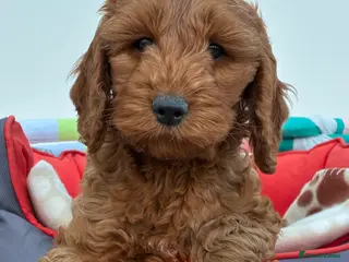 Cockapoo dogs Beautiful Red girl cockapoo Available - Advert 1