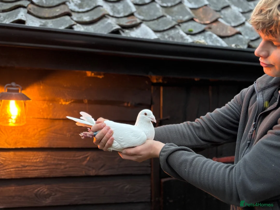 Pigeons birds for sale: White pigeons  - Advert 1