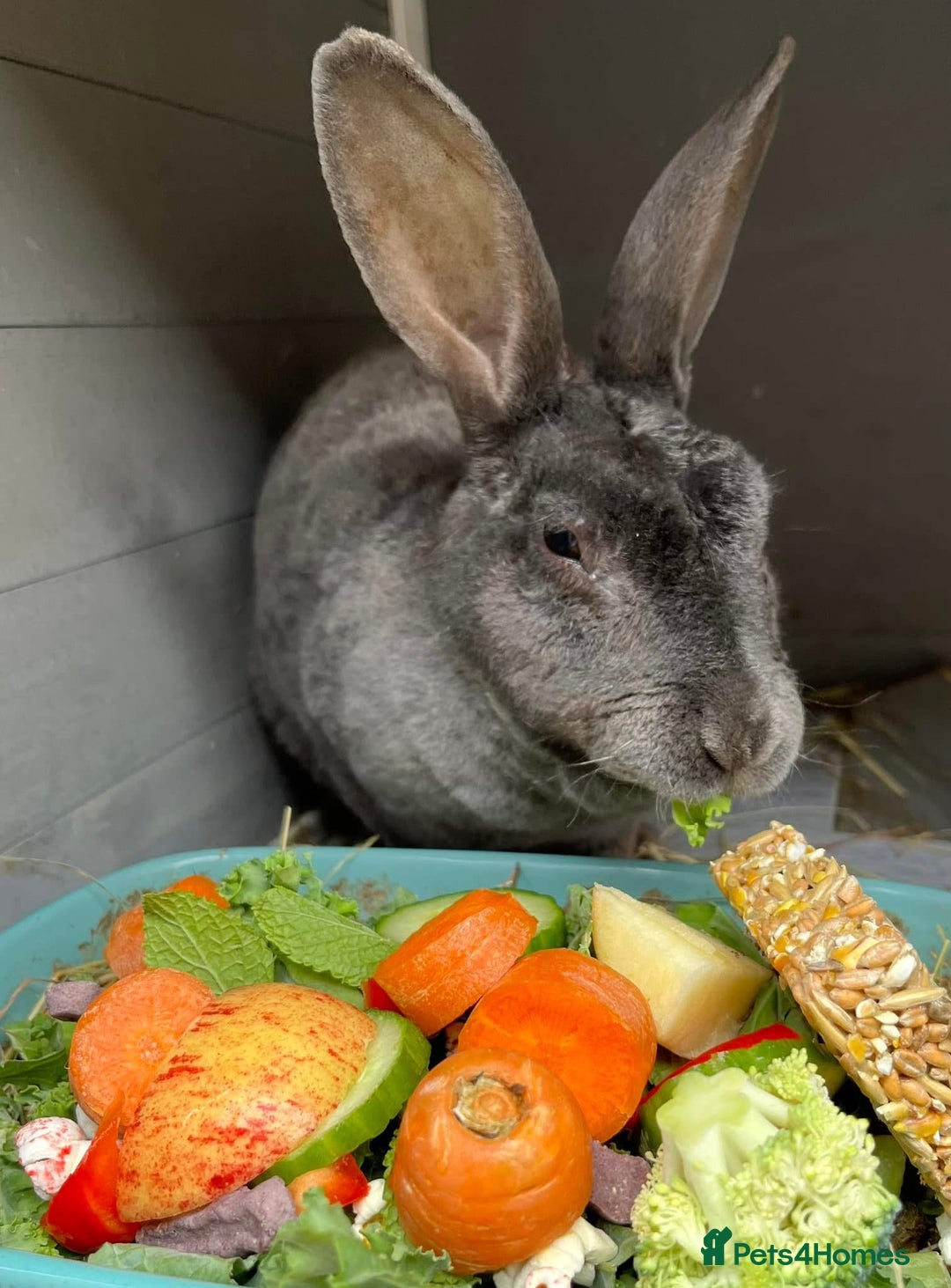 Rex rabbits for sale: Female Rex Bunny - Advert 3