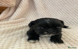 Mixed Breed dogs for sale: Lhasa apso cross shihtzu puppies. - Advert 17