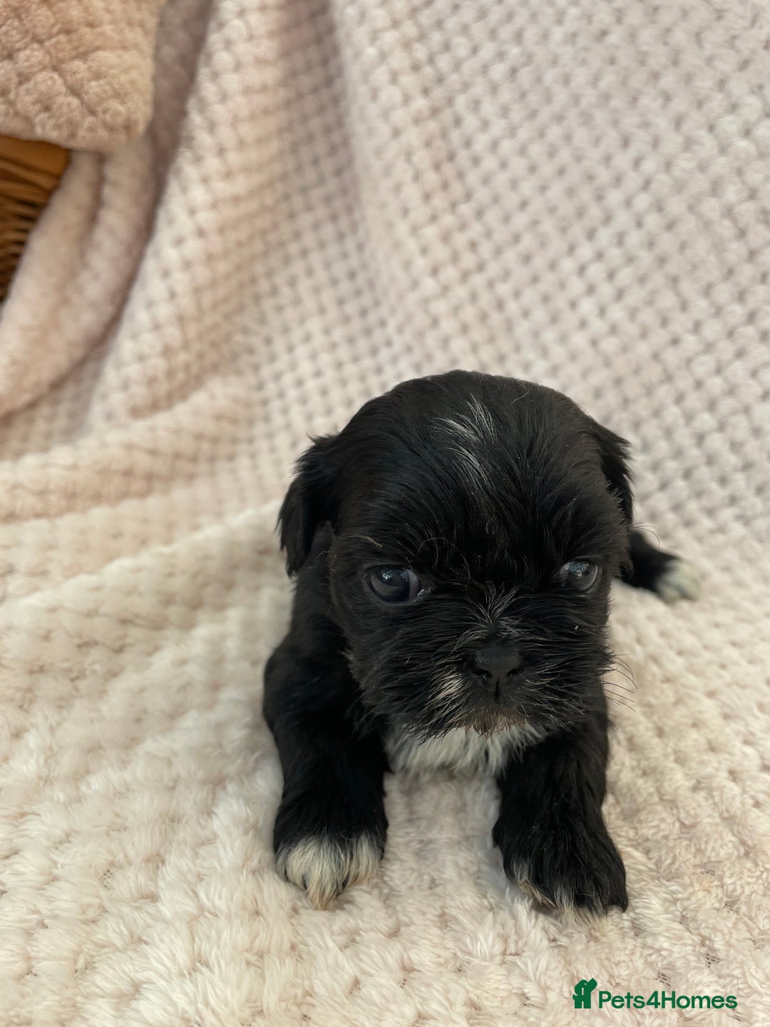 Mixed Breed dogs for sale: Lhasa apso cross shihtzu puppies. - Advert 17