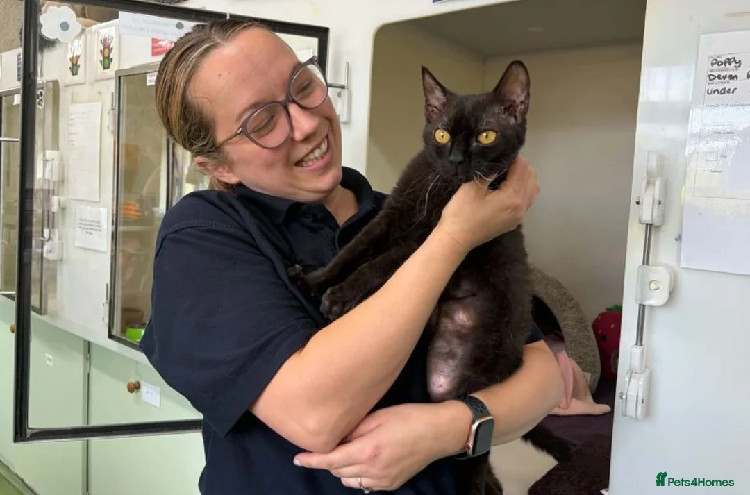 Devon Rex cats for adoption: Poppy - Advert 2