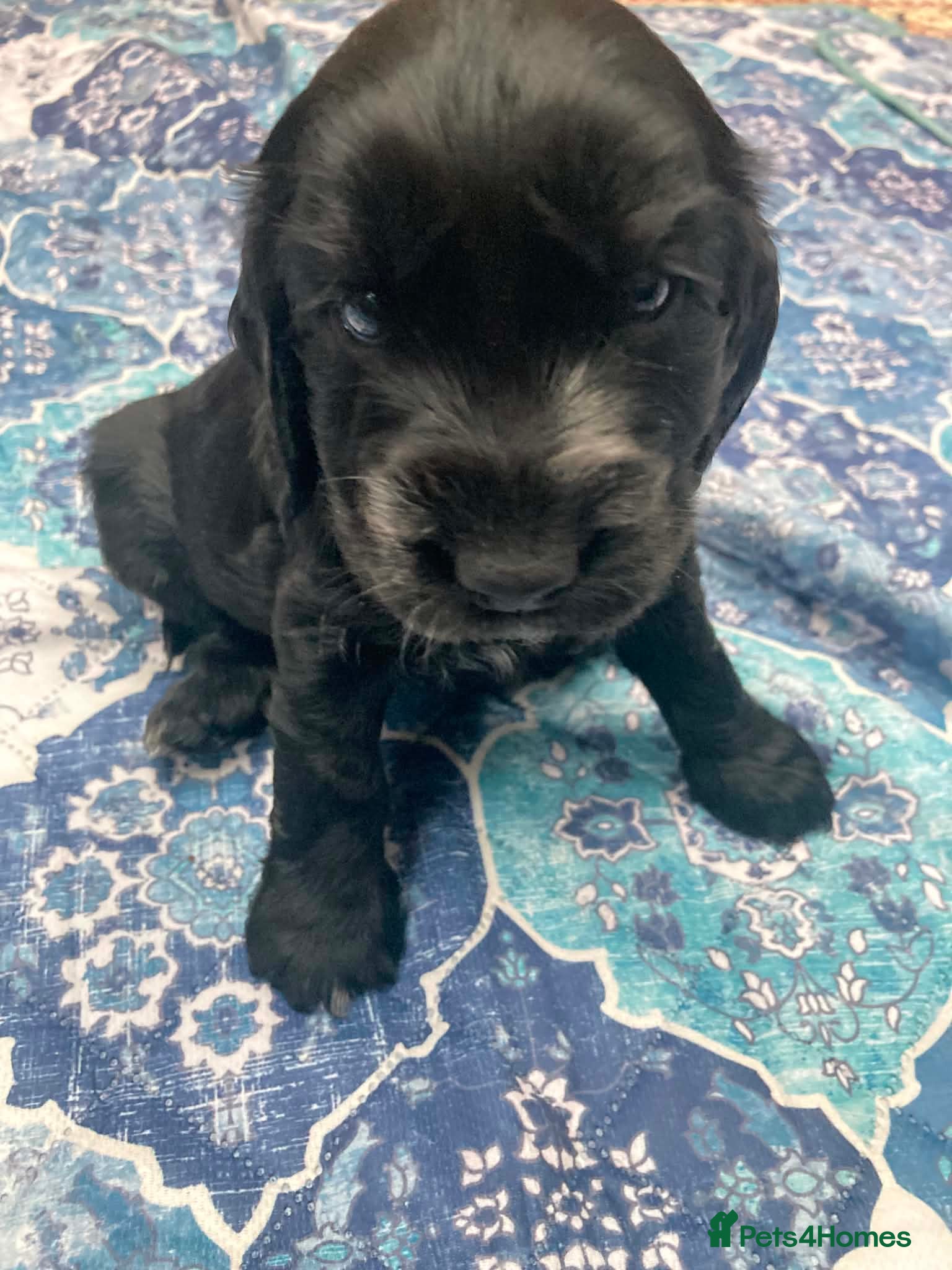 Cocker Spaniel dogs Show Cocker Spaniel Puppies for sale  - Advert 12