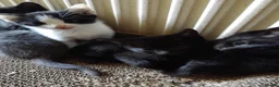 Mixed Breed cats for sale: Adorable kittens for sale in Ellesmere Port - Advert 3