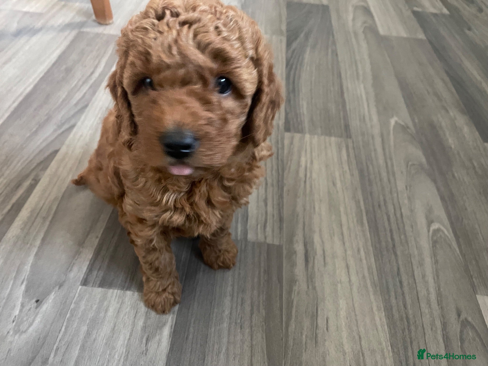 Miniature Poodle dogs KC Registered & Health checked Min. Poodle Puppies - Advert 2