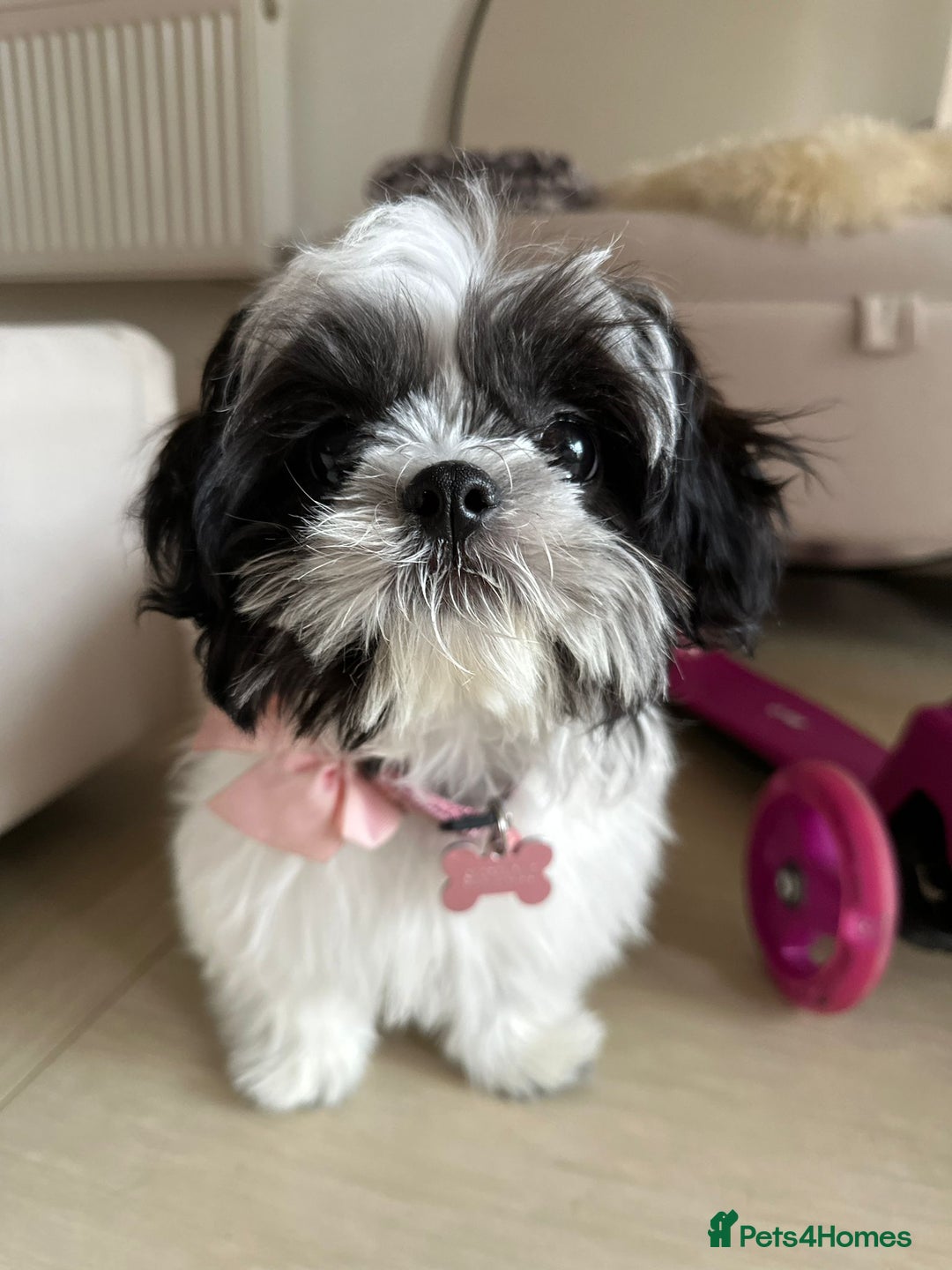 Shih Tzu dogs for sale: Shihtzu to be sold - Advert 1