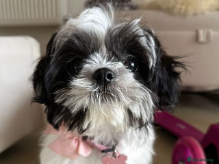 Shih Tzu dogs Shihtzu to be sold - Advert 1