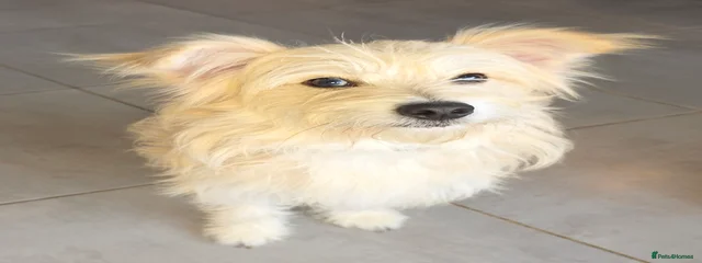 Kaspa
