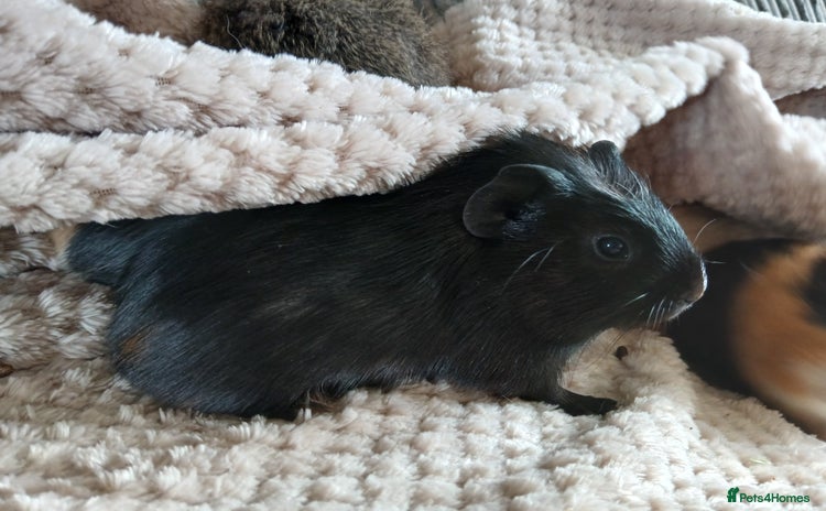 Guinea Pig rodents in Crook - Advert 2