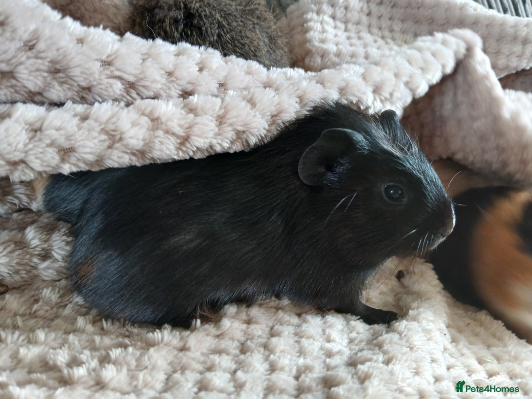 Guinea Pig rodents for sale: Boar Guinea Pigs £60 for the trio in Crook - Image 1