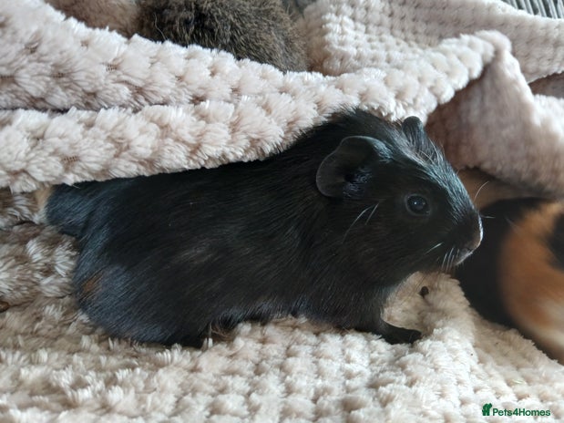 Guinea Pig rodents in Crook - Advert 2