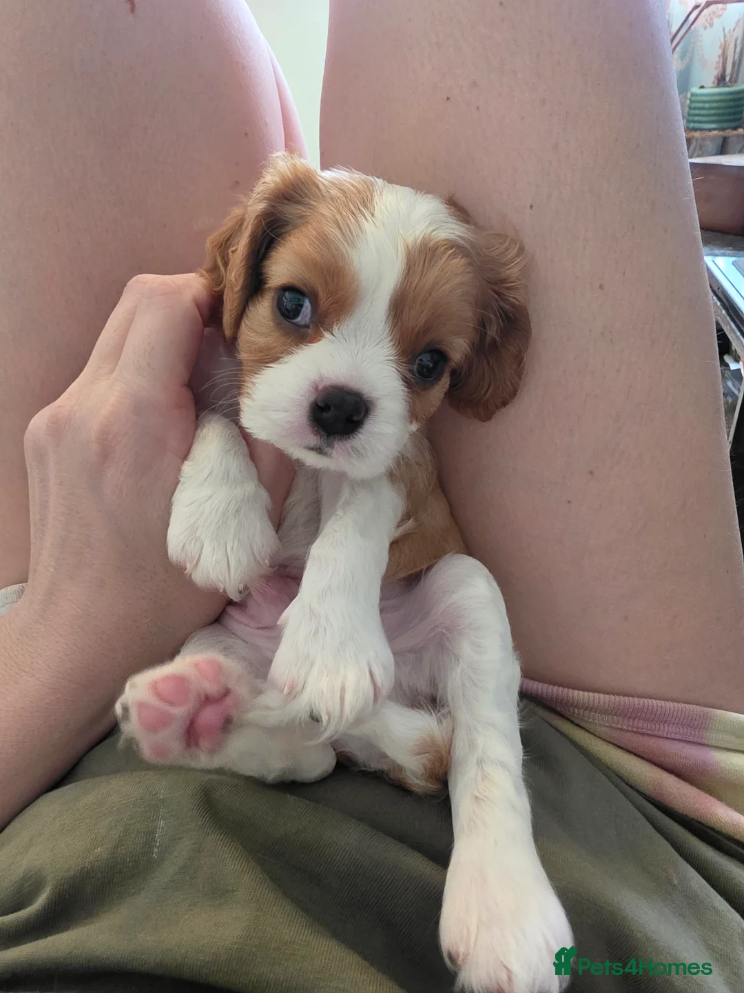 Cavalier King Charles Spaniel dogs for sale: King Charles Cavalier - Lady's first litter kc reg - Advert 2