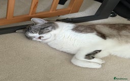 Persian cats for sale: 2 Year Old Persian / Mixed (shorthair) Cat - Image 5