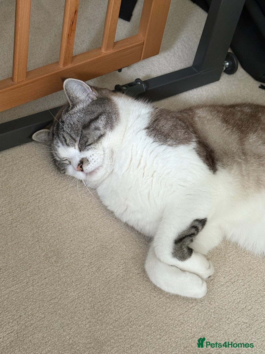 Persian cats for sale: 2 Year Old Persian / Mixed (shorthair) Cat - Image 5