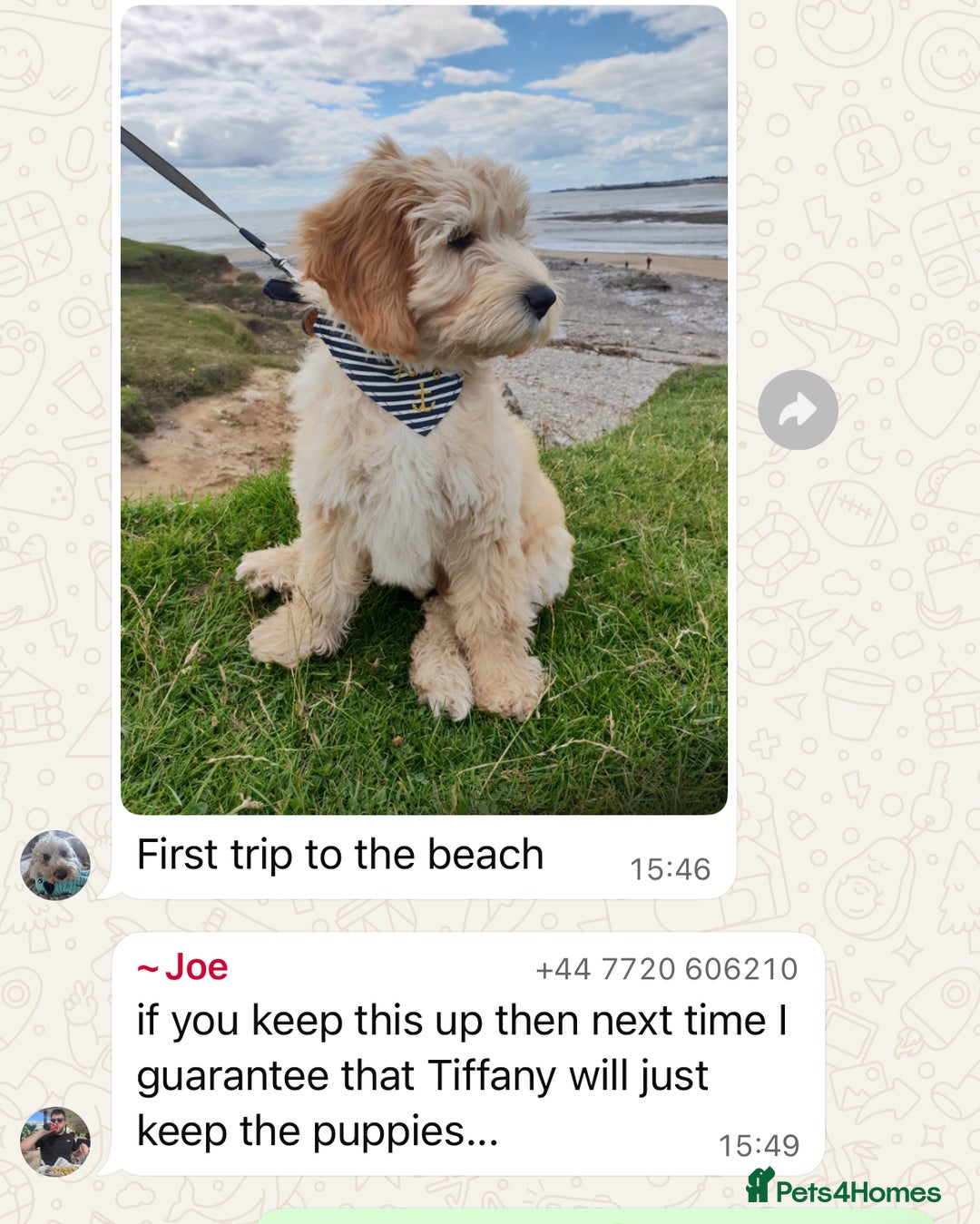 Cavapoo dogs for sale: Top Class Extensively tested Toy Cavapoo pups - Advert 16