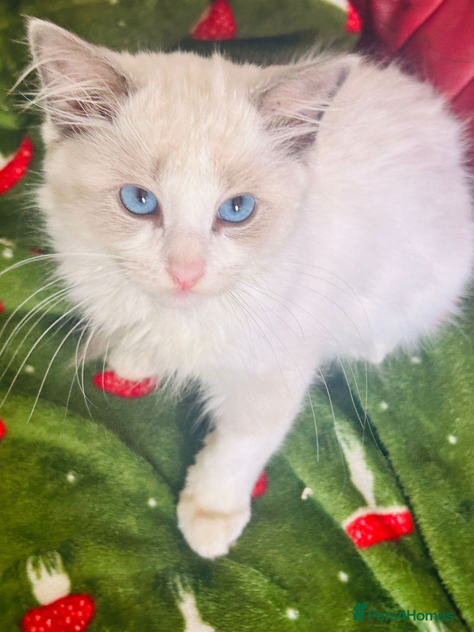 Ragdoll cats Beautiful Ragdoll kittens  - Advert 1