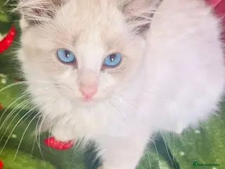 Ragdoll cats Beautiful Ragdoll kittens - Advert 1