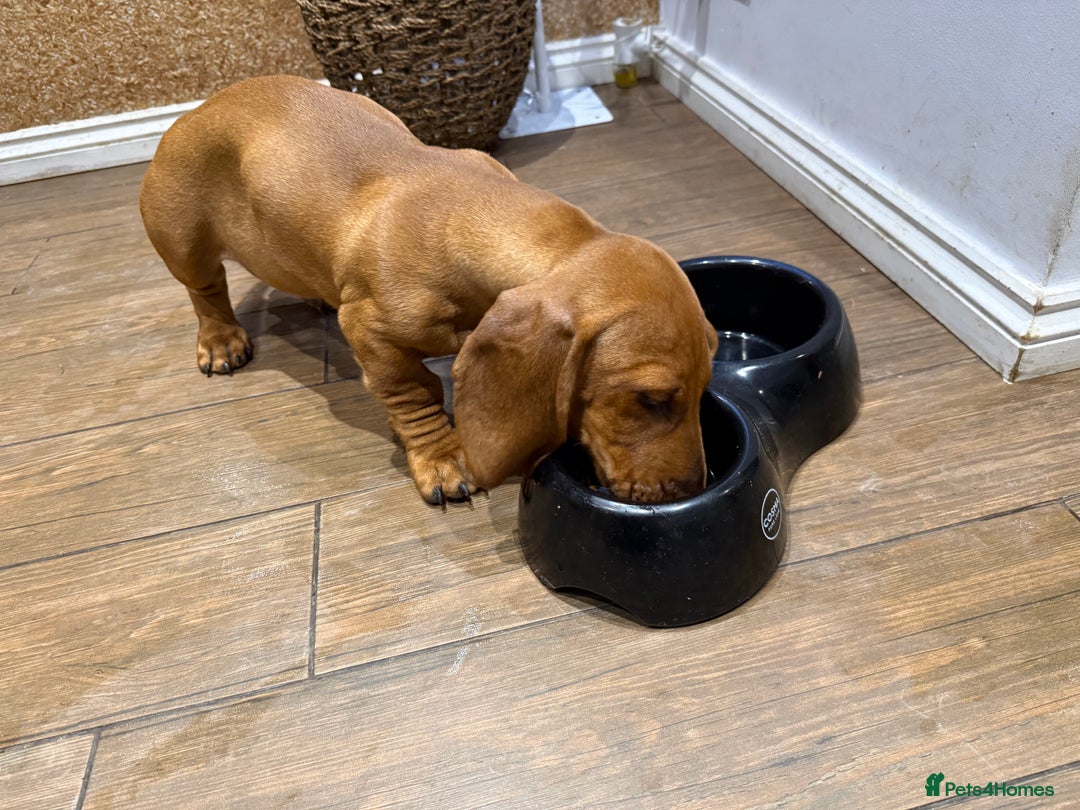 Dachshund dogs for sale: Standard dachshund puppies in Crawley - Advert 6