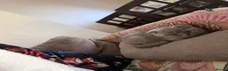 British Shorthair cats for sale: Adorable Kittens for Sale 🐾 - Advert 12
