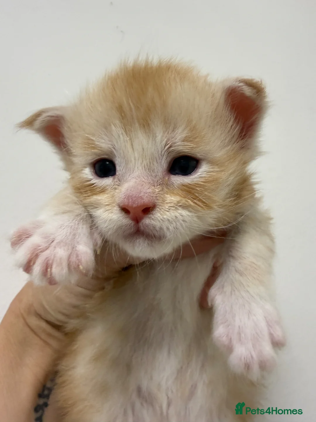 Maine Coon cats for sale: Stunning Maine Coon Kittens Red & Tortie Babies - Advert 6