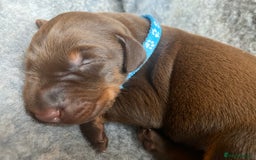 Dobermann dogs for sale: KC REGISTERED DOBERMAN PUPS - Image 17
