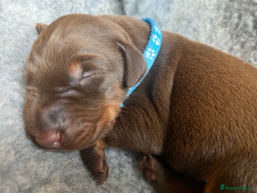 Dobermann dogs for sale: KC REGISTERED DOBERMAN PUPS - Image 17