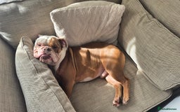 English Bulldog dogs for sale: English bulldog male - Image 8