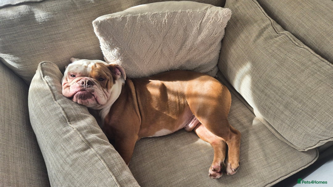 English Bulldog dogs for sale: English bulldog male - Image 8