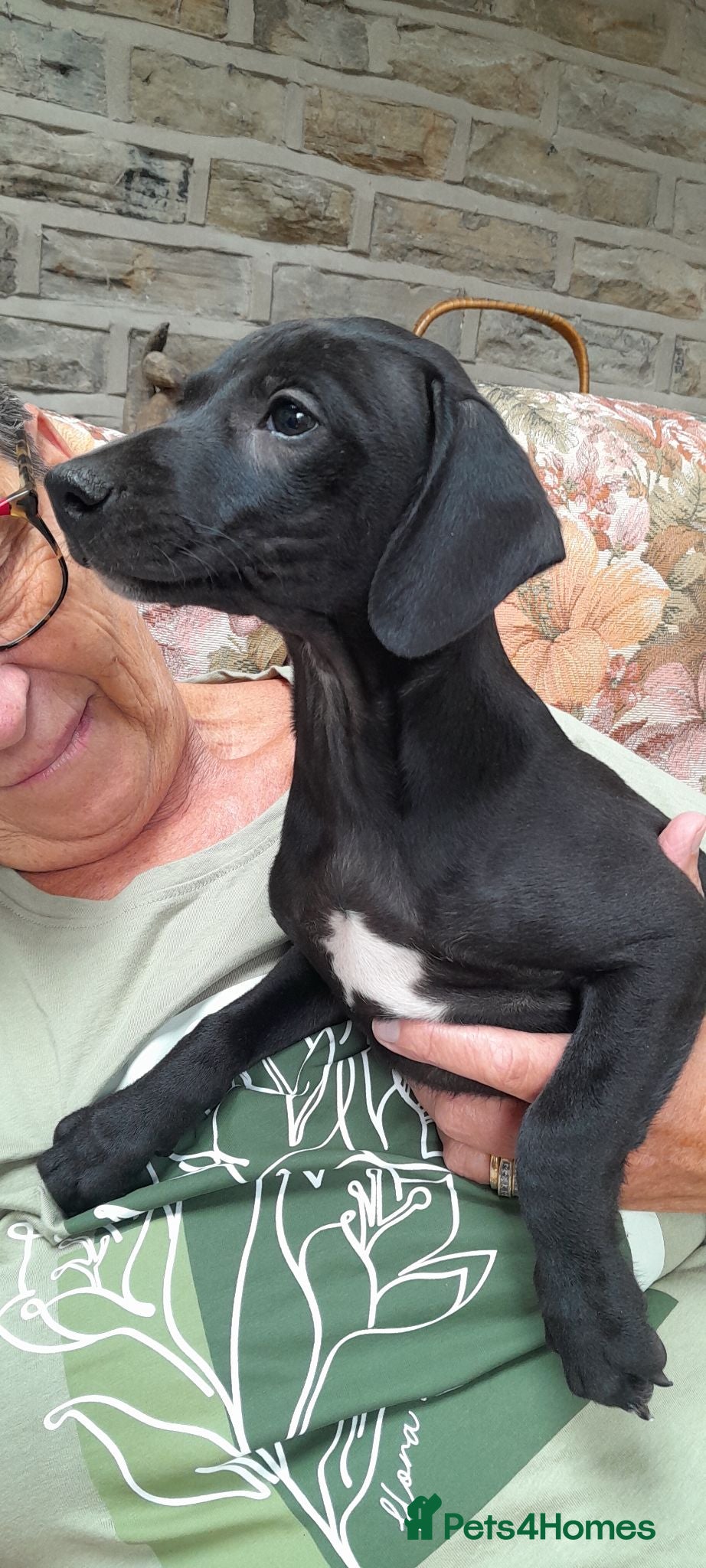 Bedlington Terrier dogs Bedlington whippet puppies  - Advert 4