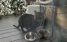 Savannah cats for sale: Savannah  - Image 2
