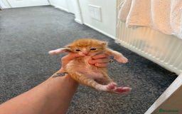 Mixed Breed cats for sale: 4 kitty’s looking for forever homes!  - Image 5