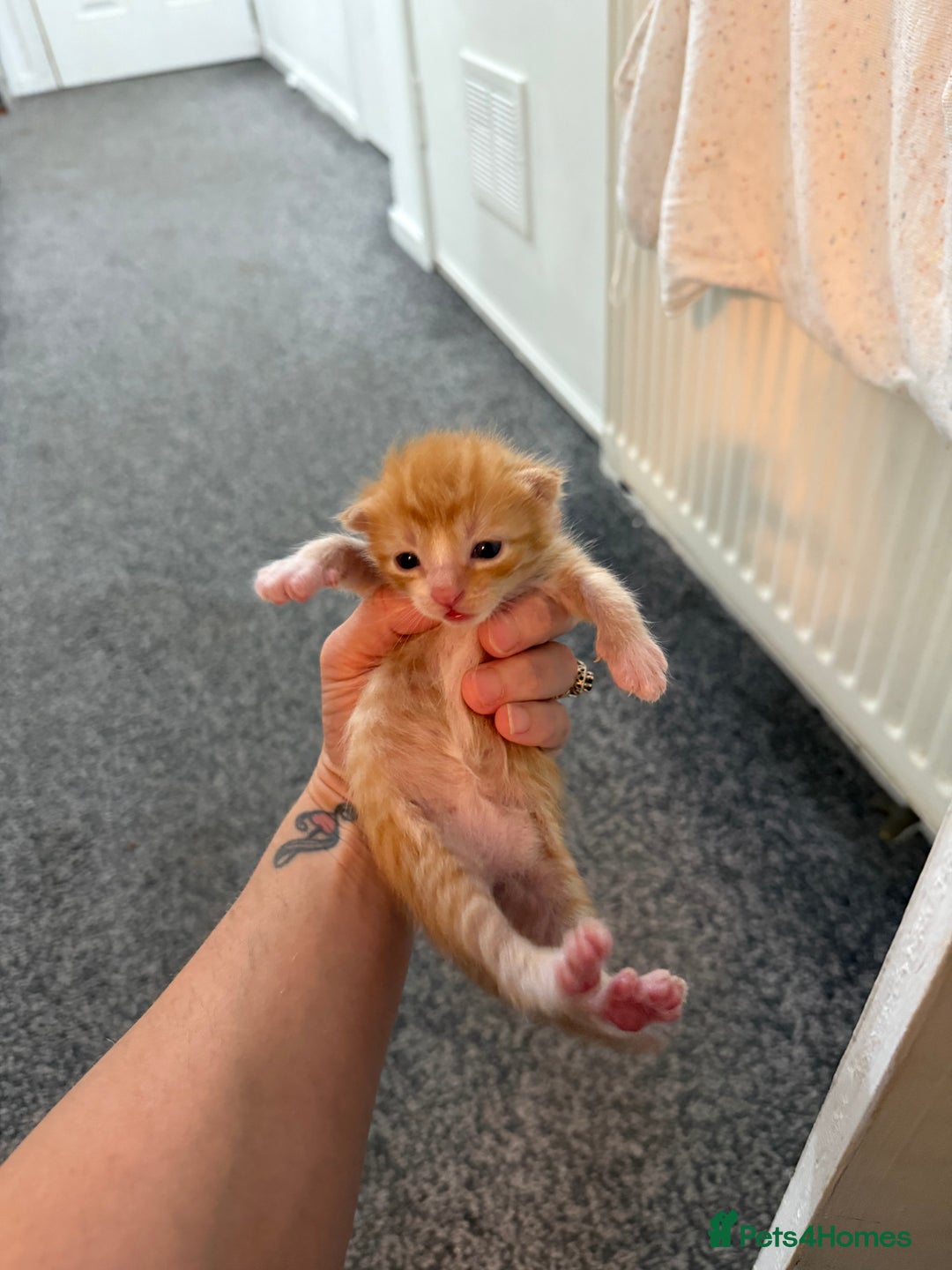 Mixed Breed cats for sale: 4 kitty’s looking for forever homes!  - Image 5