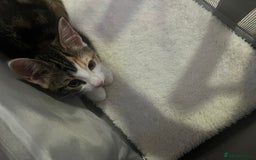 Domestic Shorthair cats for sale: URGENT SALE - Image 2