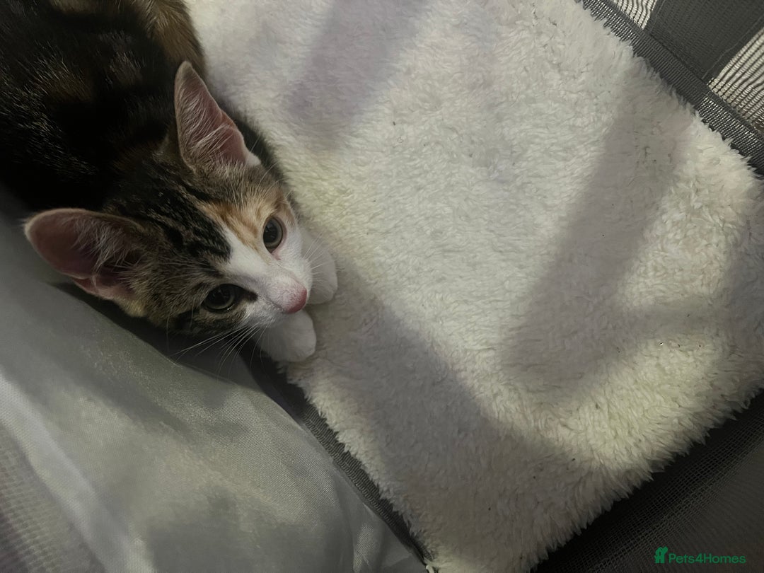Domestic Shorthair cats for sale: URGENT SALE - Image 2