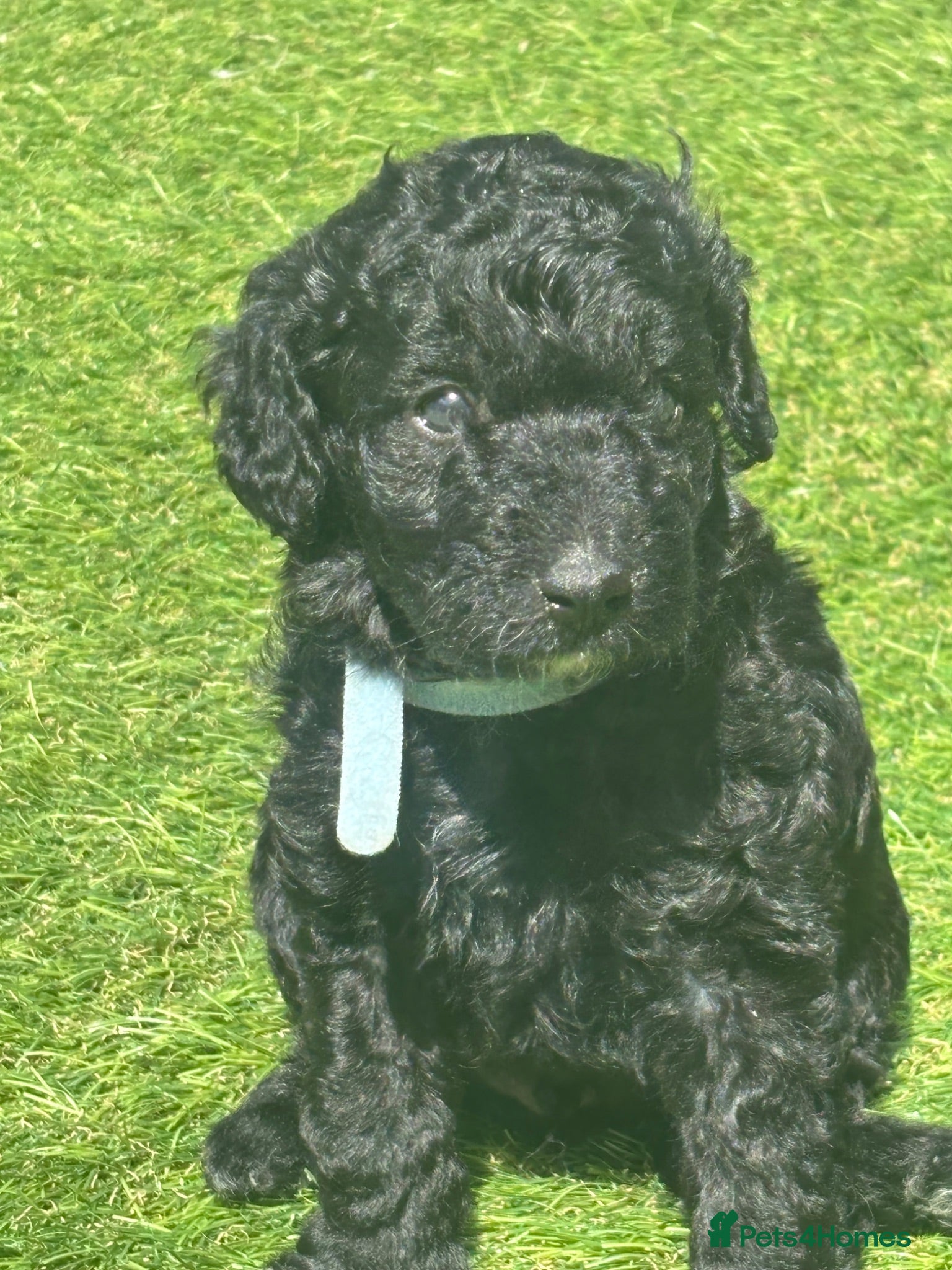 Labradoodle dogs MINI LABRADOODLES 3 LEFT READY 4 SUMMER HOLS - Advert 5