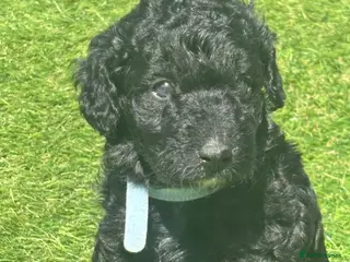 Labradoodle dogs MINI LABRADOODLES 3 LEFT READY 4 SUMMER HOLS - Advert 5