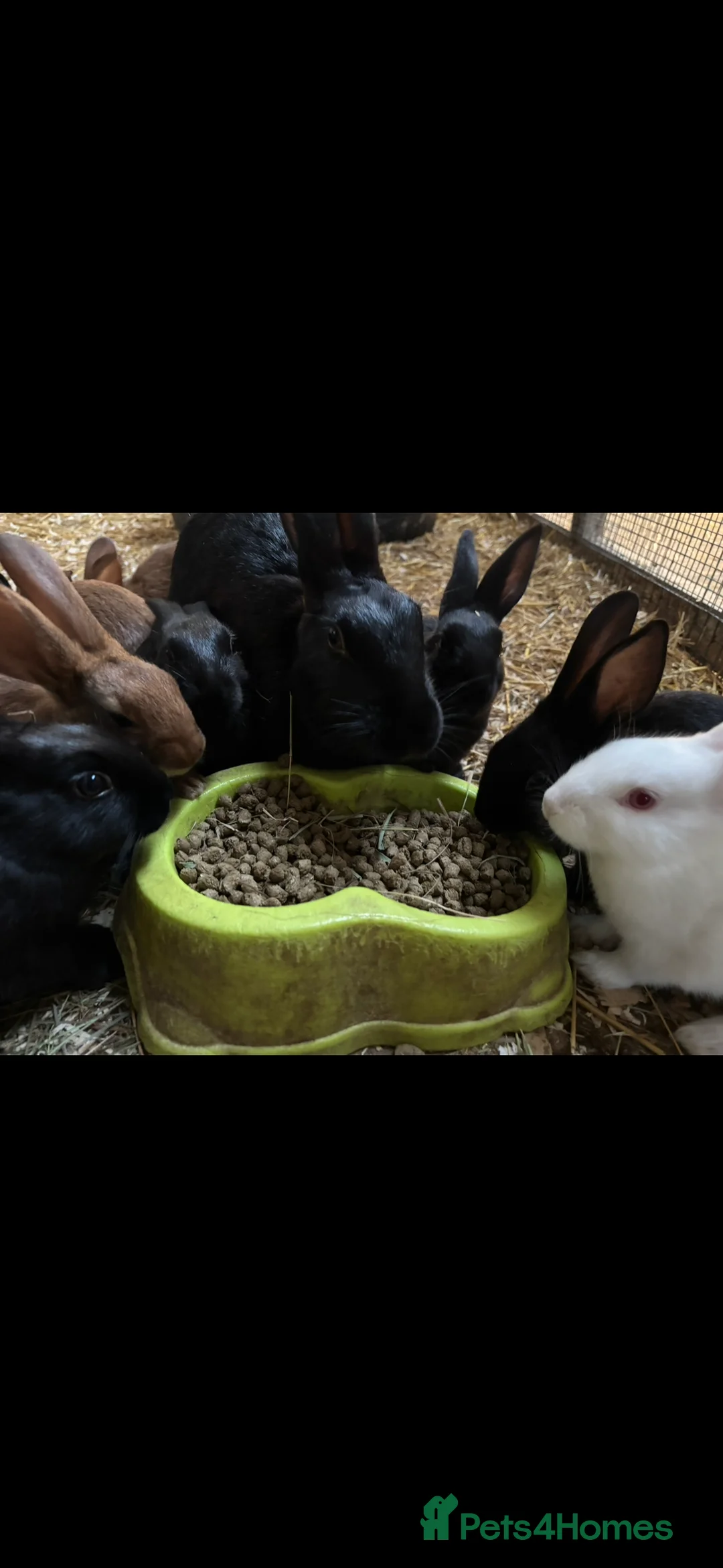 Belgian Hares rabbits for sale: Belgian hares  - Advert 2