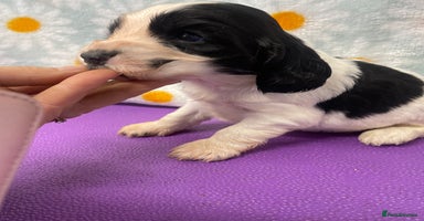 Cocker Spaniel dogs Beautiful show cocker spaniel babies - Advert 4