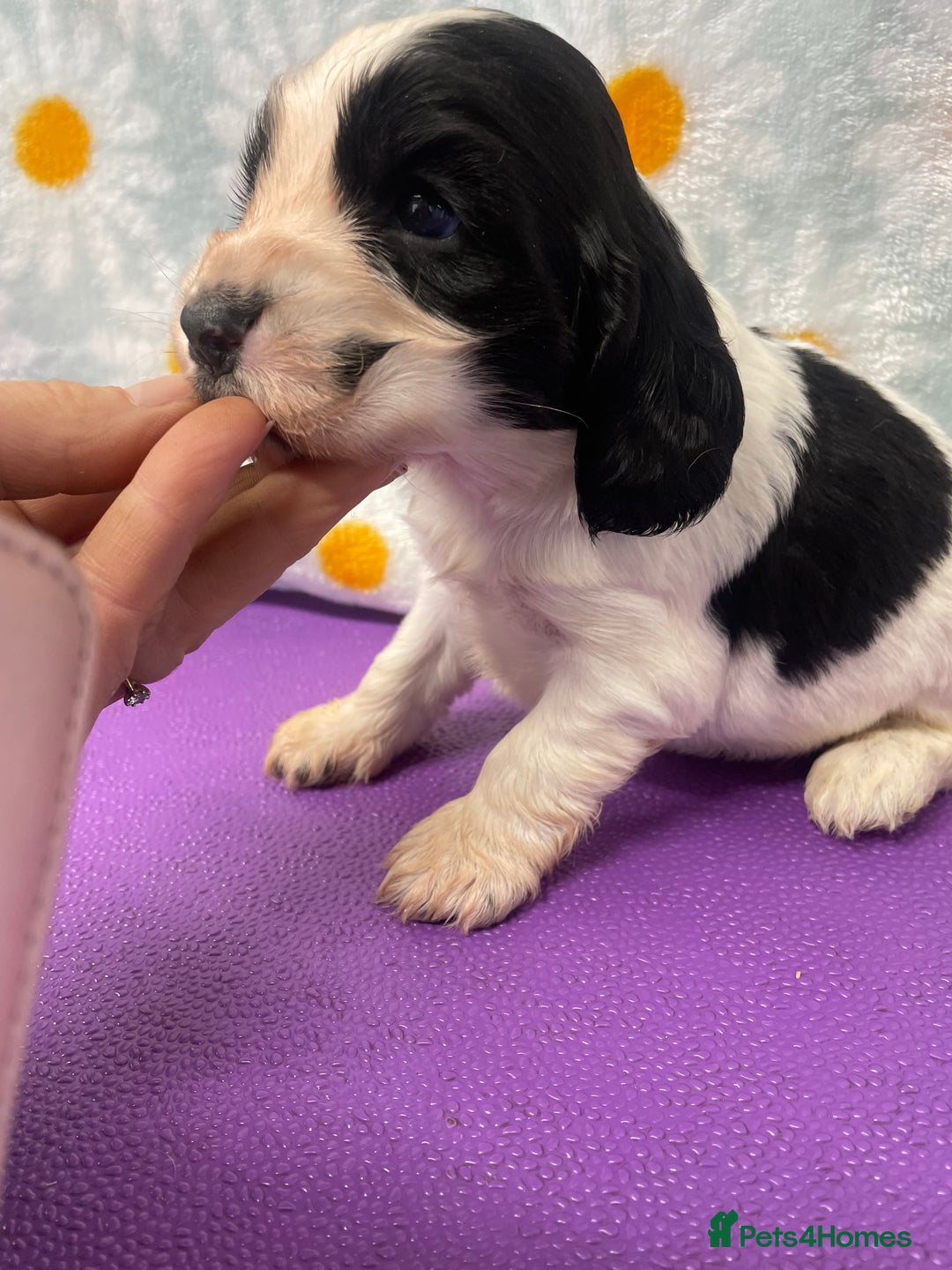 Cocker Spaniel dogs for sale: Beautiful show cocker spaniel babies - Image 7