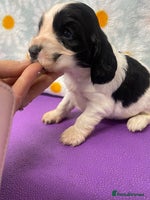 Cocker Spaniel dogs Beautiful show cocker spaniel babies - Advert 7