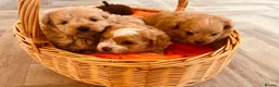 Pomapoo dogs for sale: Stunning pomapoo puppies - Advert 5
