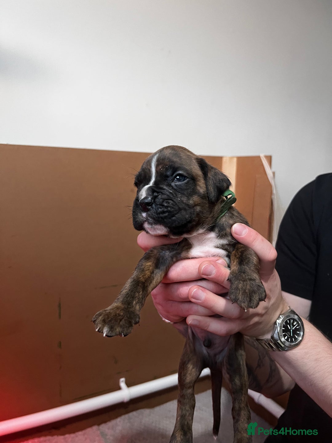 Boxer dogs for sale: Boxer Puppies UPDATED PHOTOS  - Advert 20